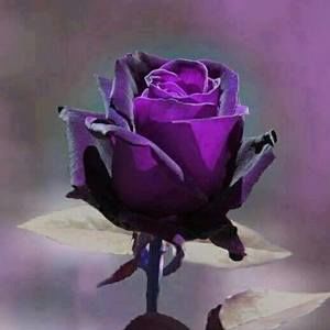 Meet your Posher, Dottie